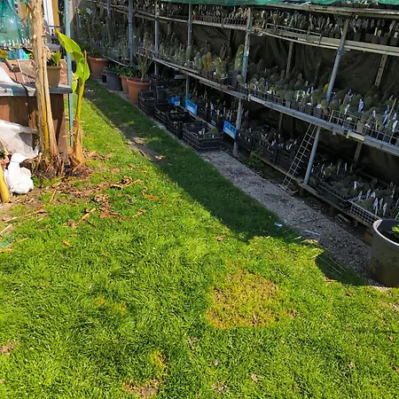 Le Piante Di Casa Samar ベッド・アンド・ブレックファスト