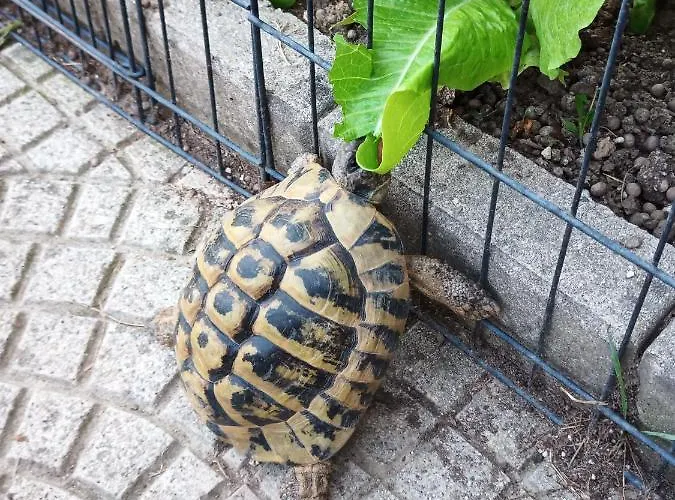ベッド・アンド・ブレックファスト Le Piante Di Casa Samar Castelguelfo