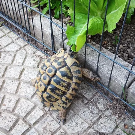 Oda ve Kahvaltı Le Piante Di Casa Samar Castelguelfo