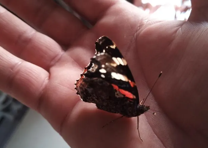 Le Piante Di Casa Samar *